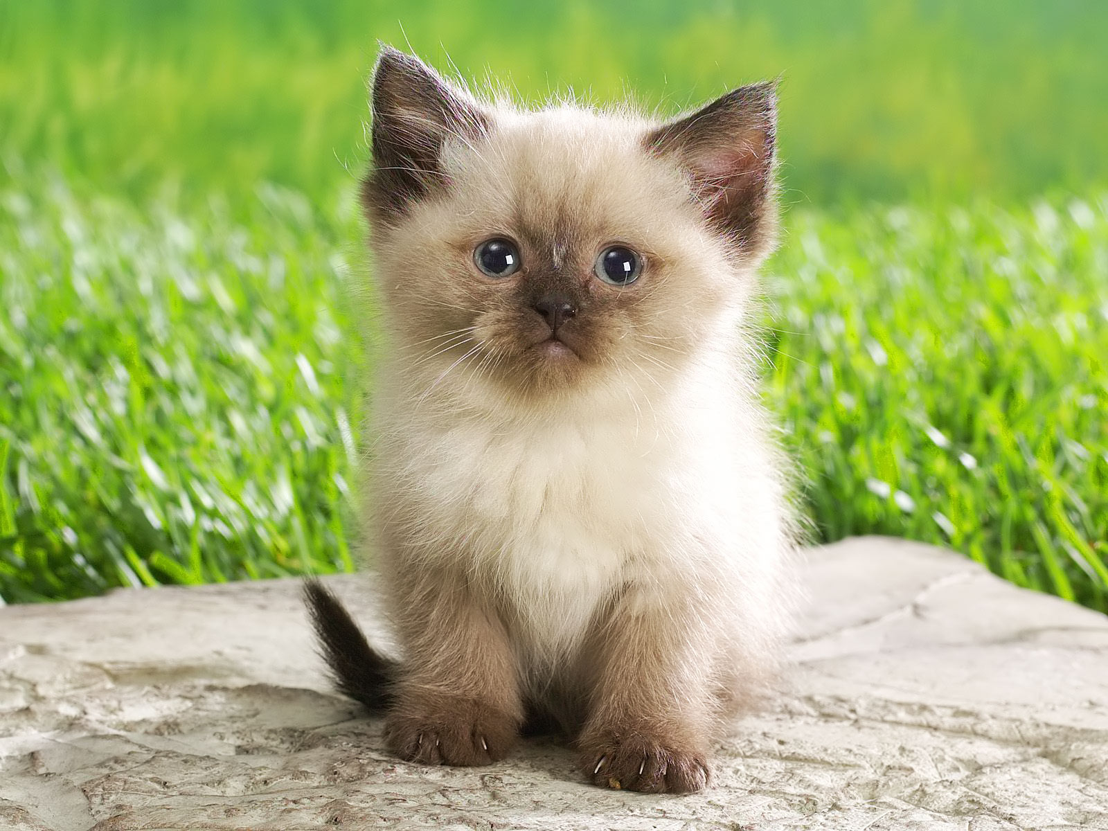 Cute Persian Kitten Wallpaper