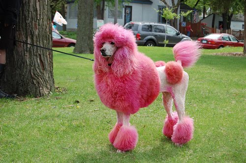 Cute Pink Poodle Cropped Dog
