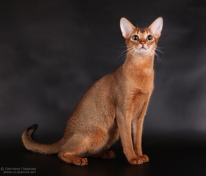 Cute Red Abyssinian Cat Sitting