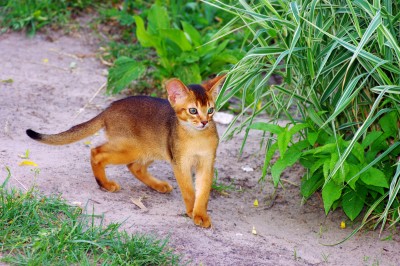 Cute Red Abyssinian Kitten In Lawn