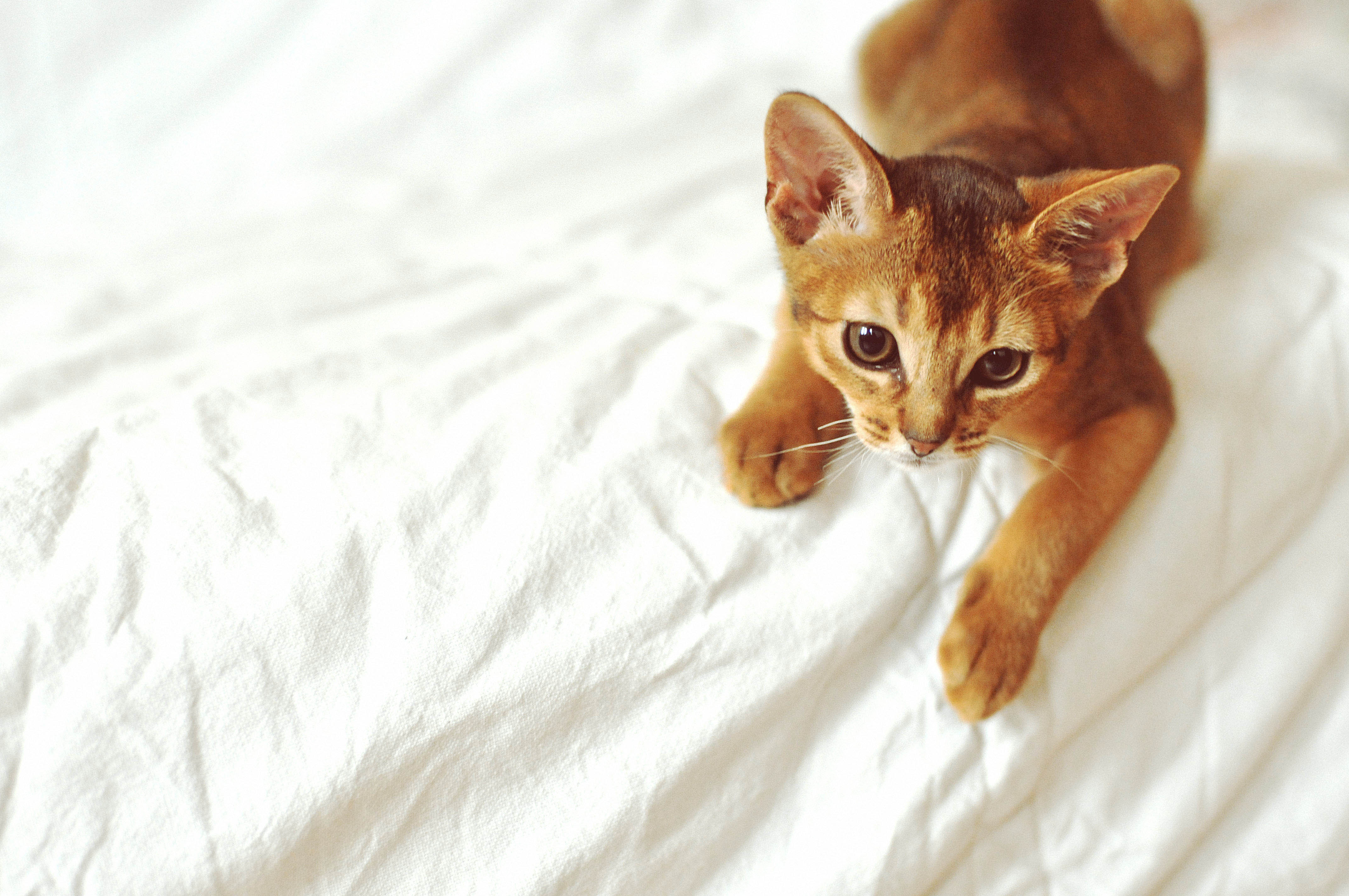 Cute Red Abyssinian Kitten