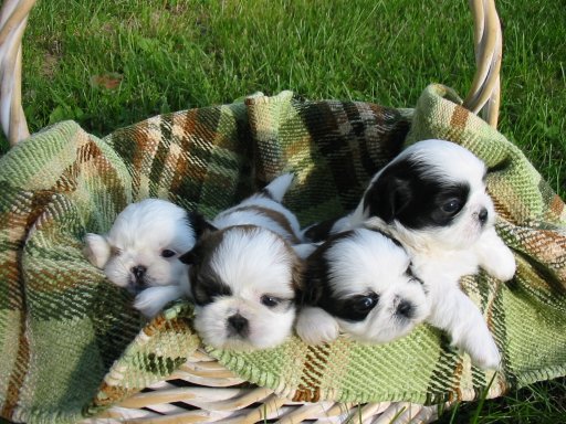 Cute Shih Tzu Puppies In Basket