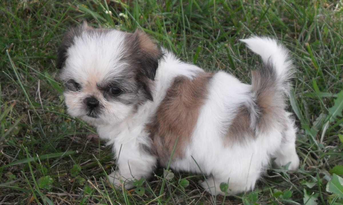 Cute Shih Tzu Puppy In Lawn