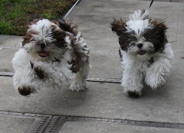 Cute Shih Tzu Running Dogs