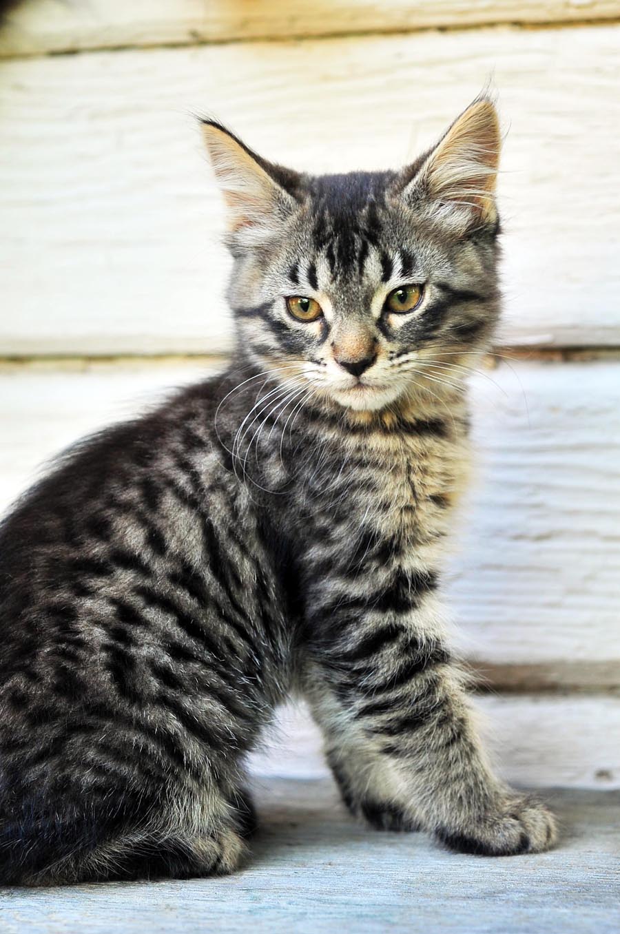 Cute Tabby Maine Coon Kitten