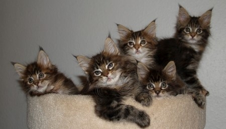 Cute Tabby Maine Coon Kittens