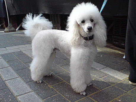 Cute White Cropped Poodle Dog