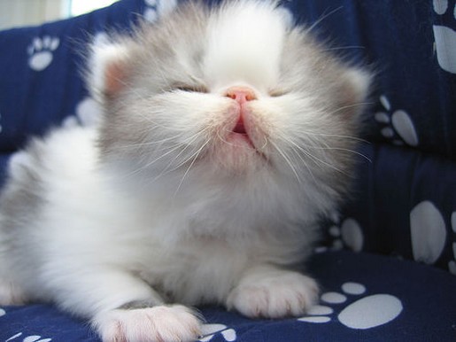 Cute White New Born Persian Kitten