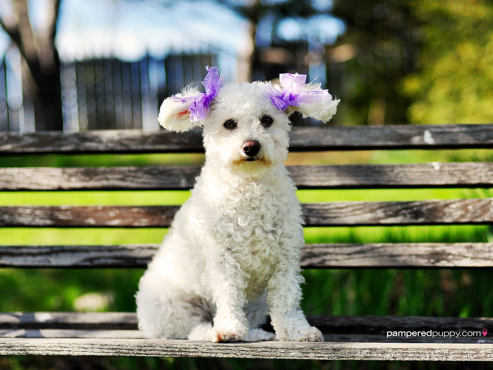 Cute White Poodle Dog Sitting On Table With Purple Ribbon