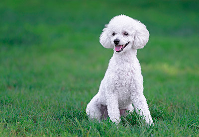 Cute White Poodle Dog