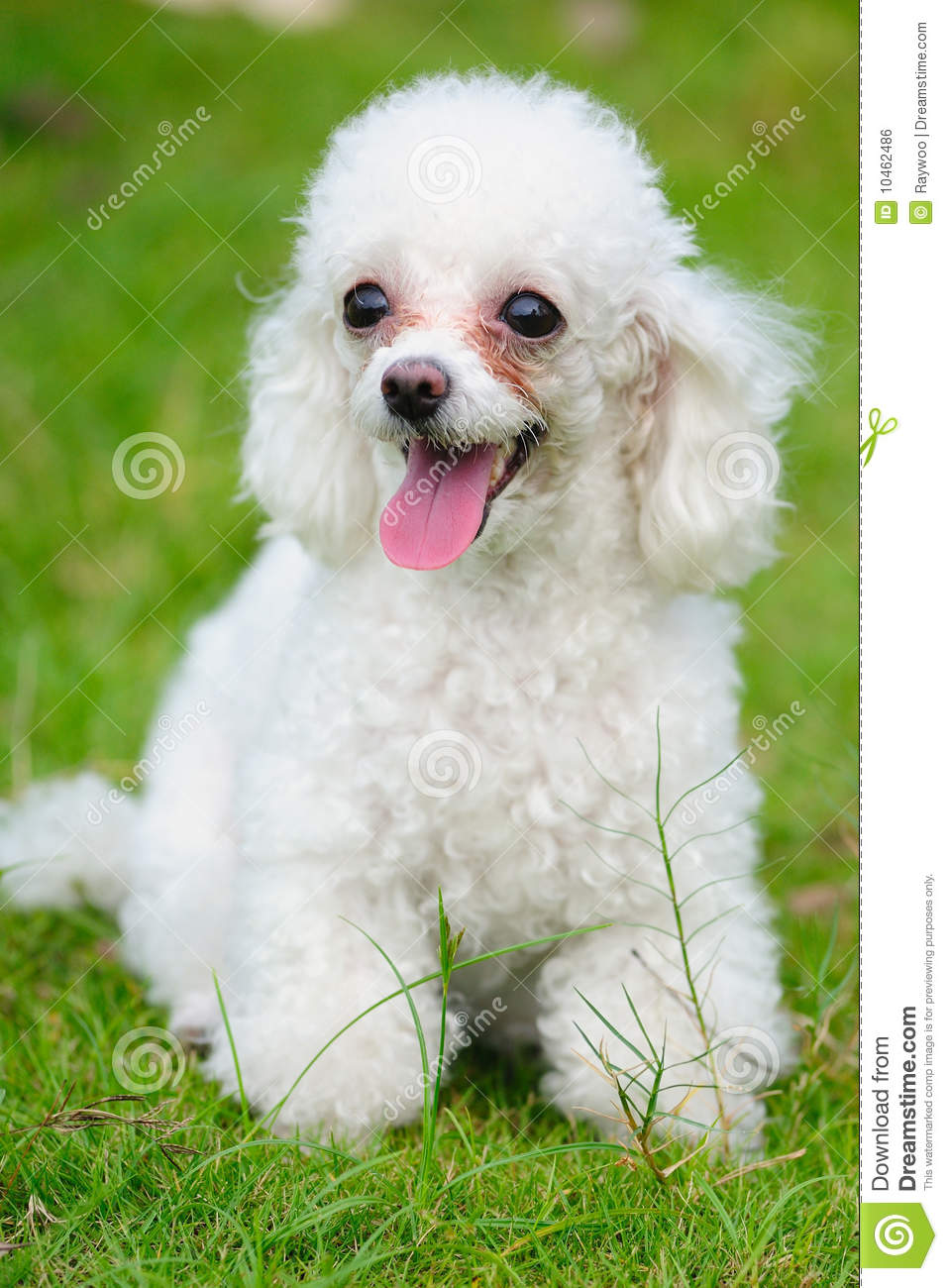 Cute White Poodle Puppy