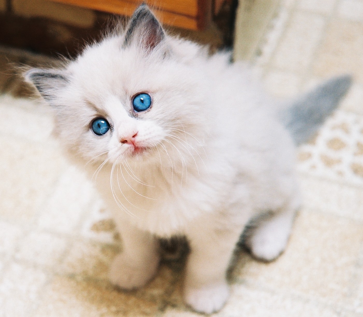 Cute White Ragdoll Kitten