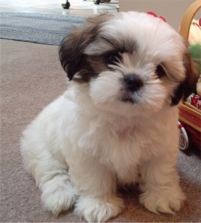 Cute White Shih Tzu Puppy