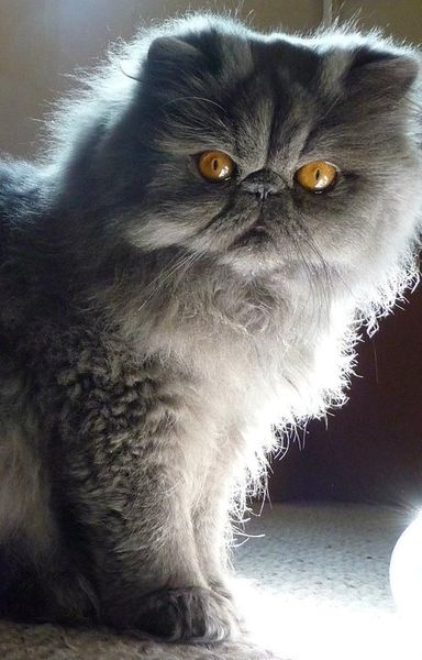 Dark Grey Persian Cat Picture