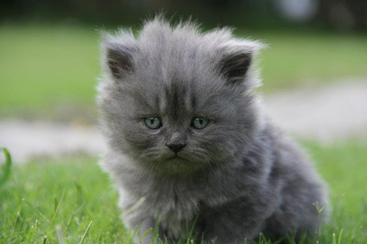 Dark Grey Persian Kitten On Grass