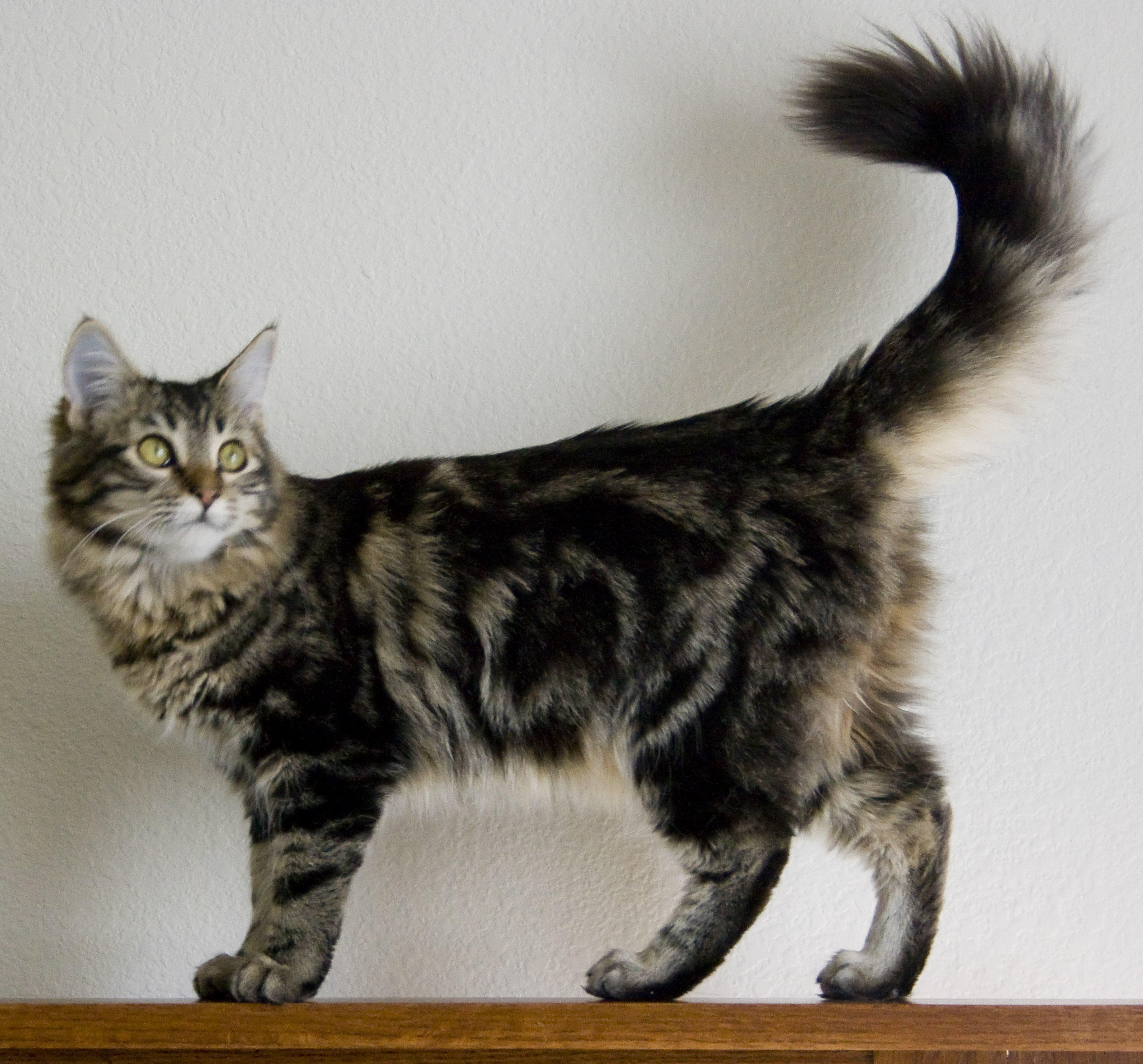 Cute Maine Coon Kitten Picture