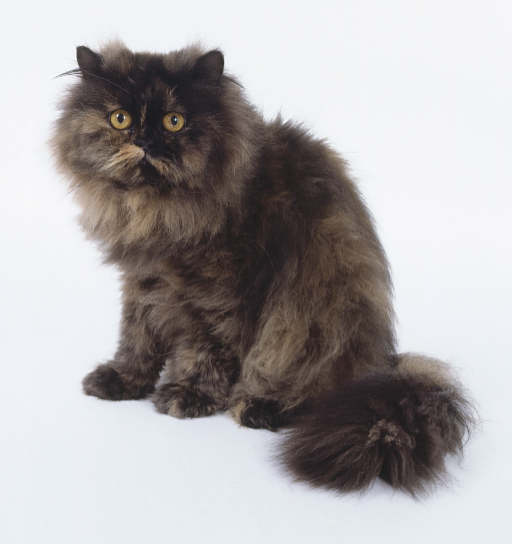 Dark Persian Cat