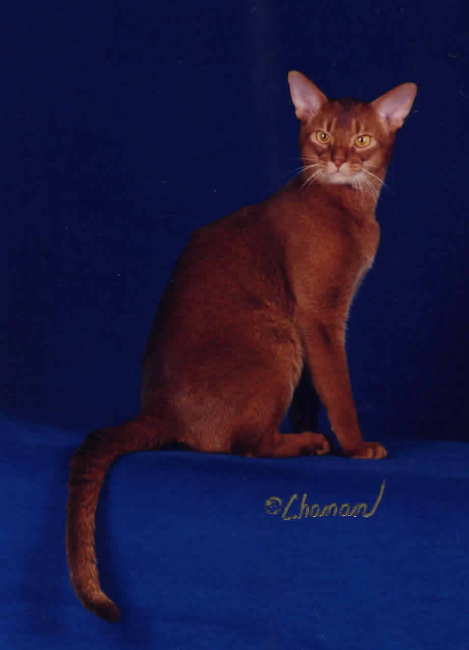Dark Red Abyssinian Cat