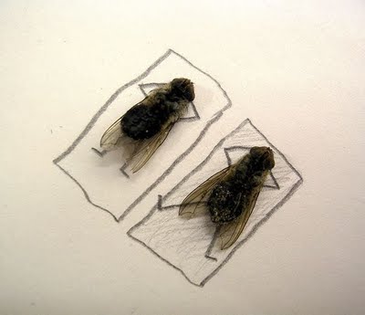 Dead Flies Funny Picture