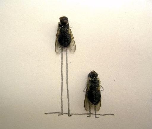 Deadly Funny Flies Art Image
