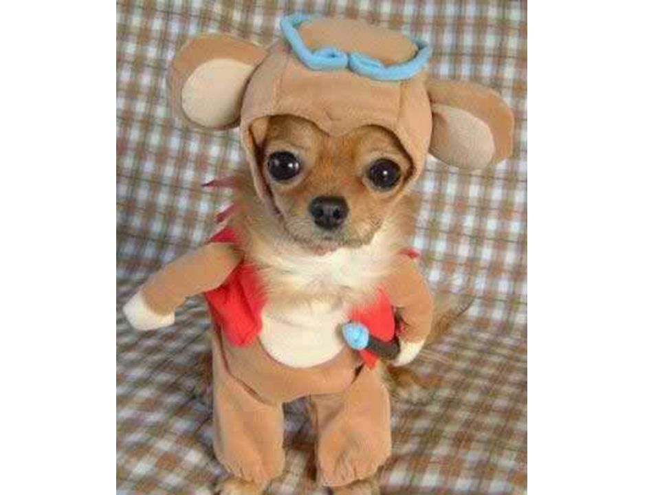 Dog Funny Costume Picture