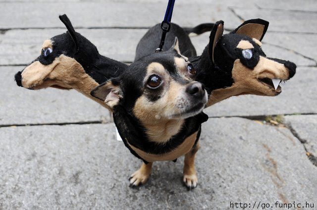 Dog Halloween Funny Costume Picture