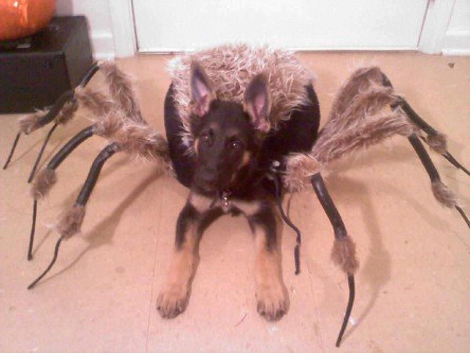 Dog With Spider Costume Image