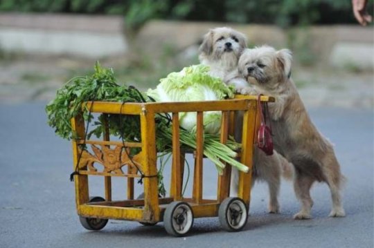 Dogs Shopping Vegetables Funny Picture