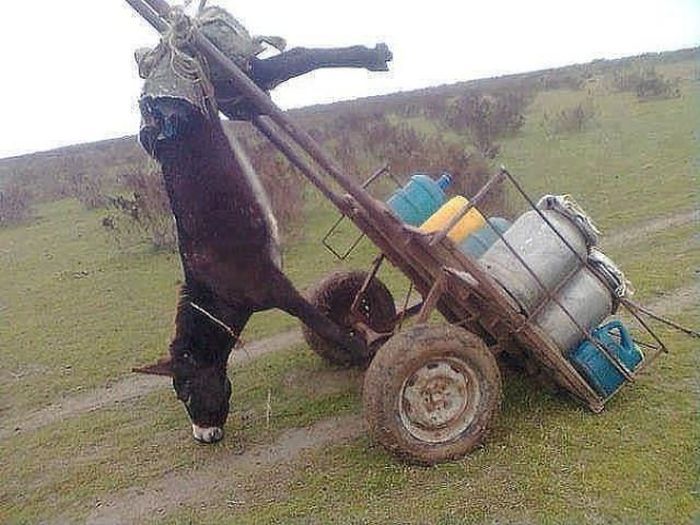 Donkey Cart Load Fail Funny Picture