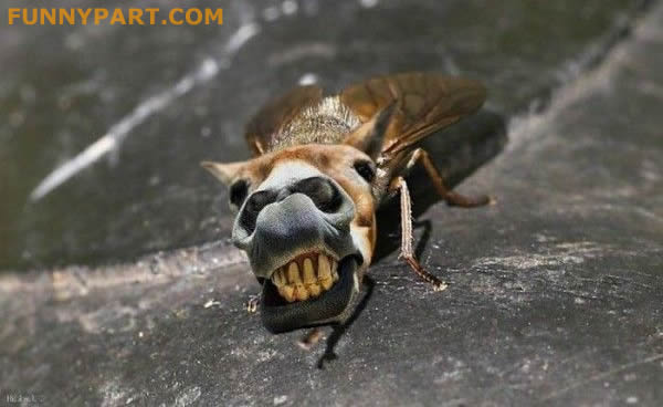 Donkey Face Funny Fly Picture