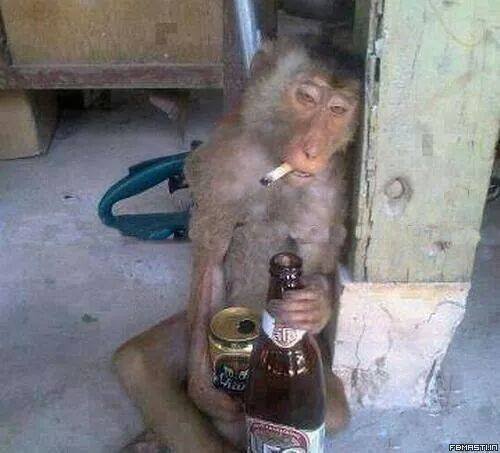 Drinking Monkey Funny Picture