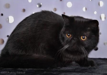 Exotic Black Persian Cat