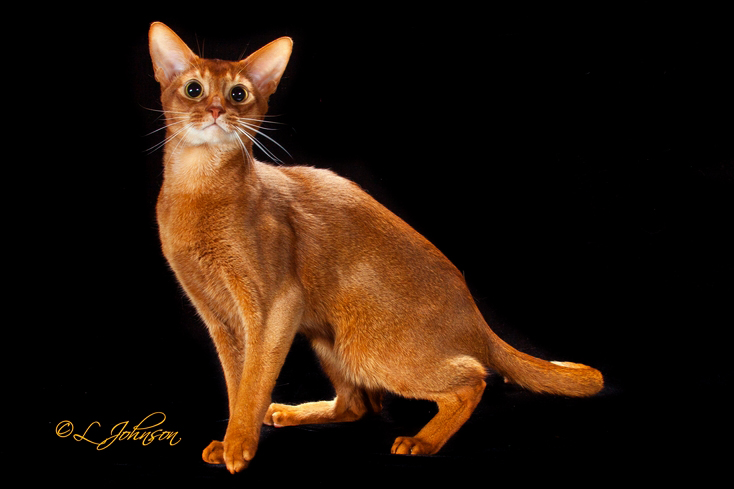 Female Red Abyssinian Cat Standing