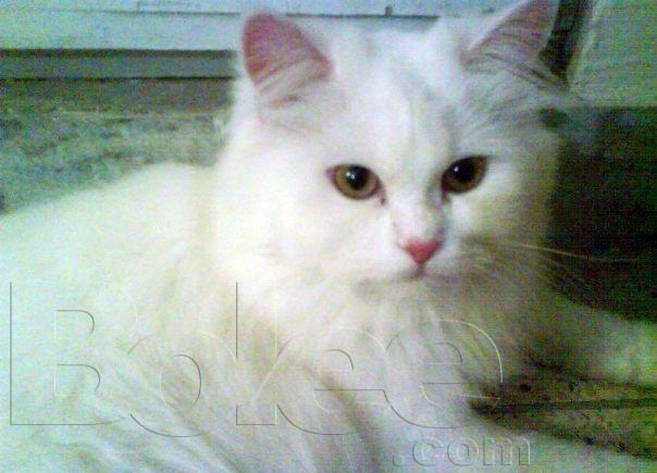 Female White Persian Cat