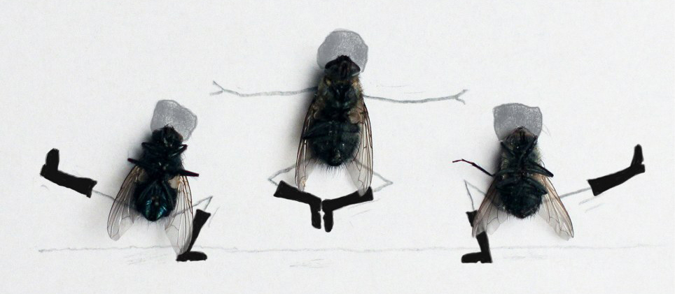 Flies Dancing Funny Picture