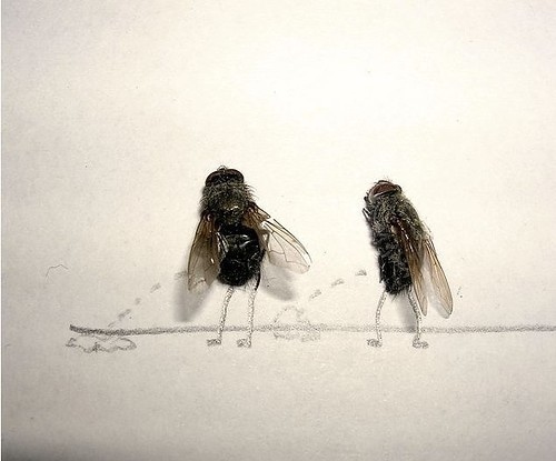 Flies Peeing Funny Picture