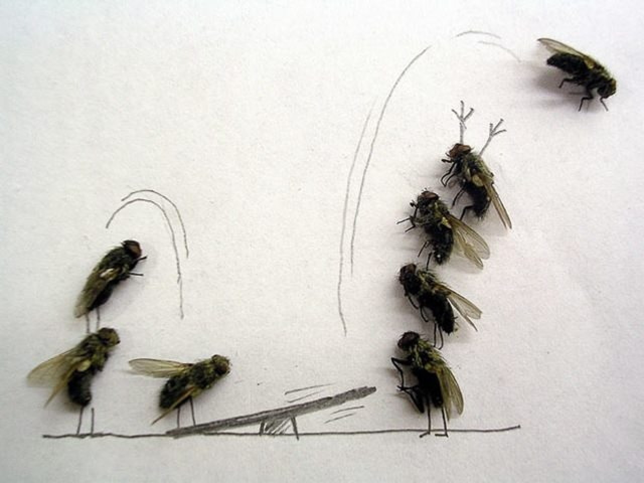 Flies Playing With Seesaw Funny Image