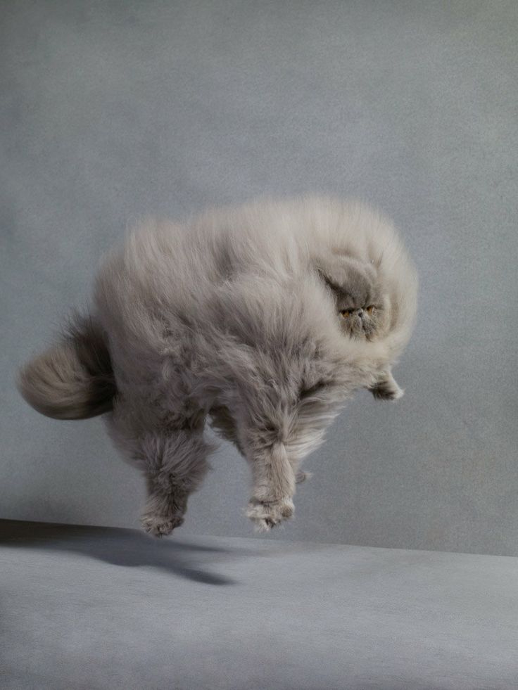 Fluffy Persian Cat Jumping Picture