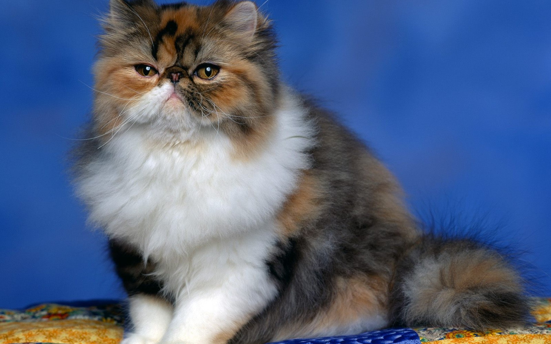 Fluffy Persian Cat Picture