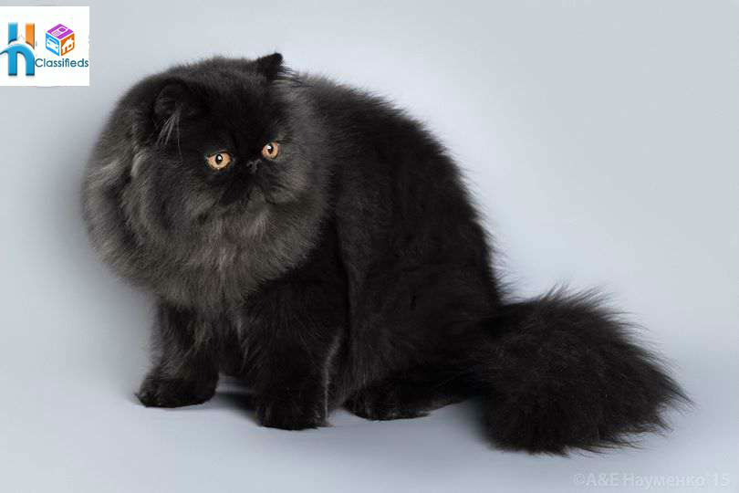 Fluffy Black Persian Cat