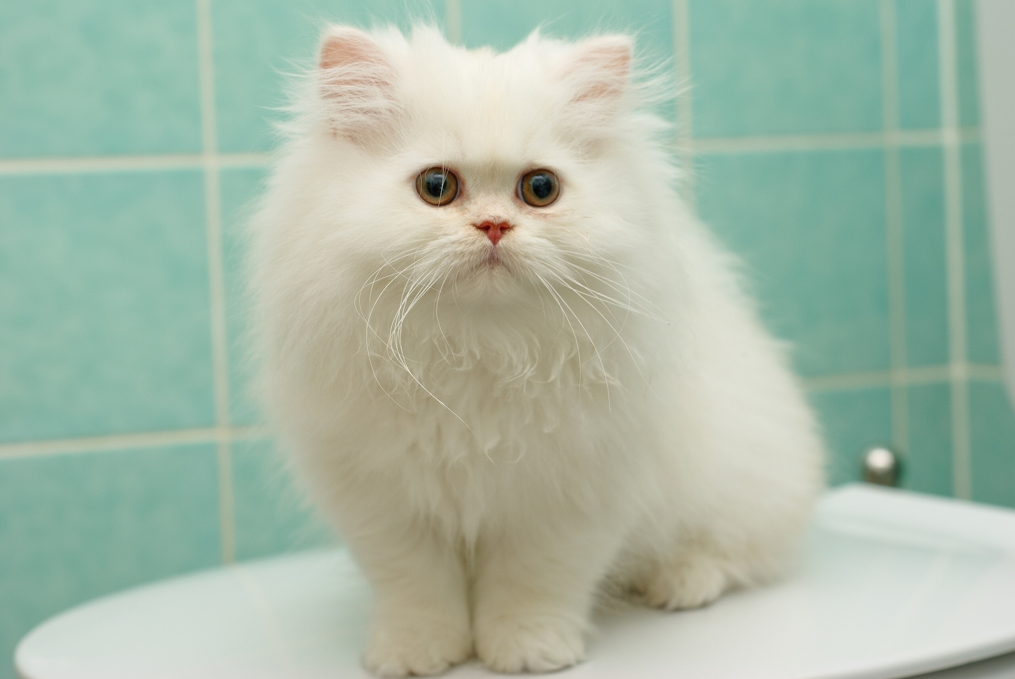 Fluffy White Persian Kitten