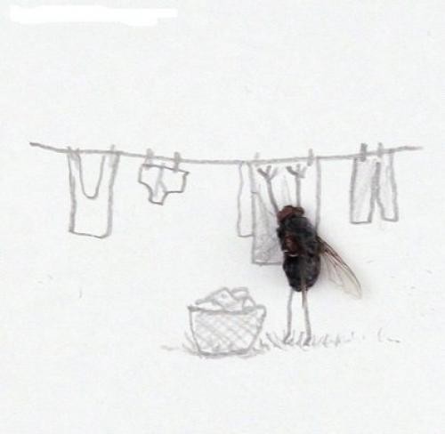 Fly Draining Clothes Funny Picture