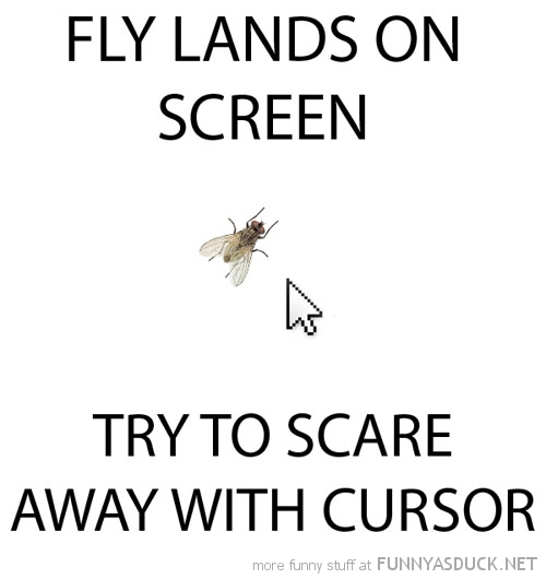 Fly Lands On Screen Funny Picture