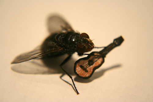 Fly Playing Guitar Funny Picture
