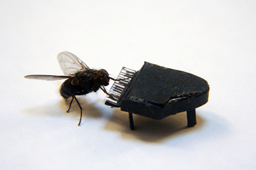 Fly Playing Piano Funny Picture