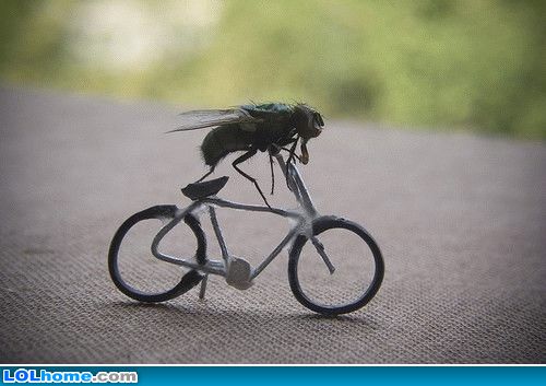 Fly Riding Bicycle Funny Picture