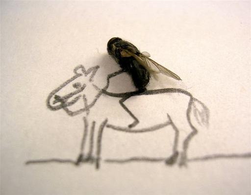 Fly Riding Horse Funny Image