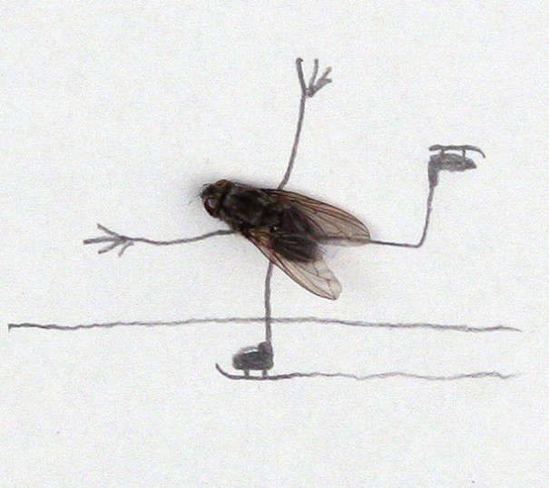 Fly Skating Funny Image