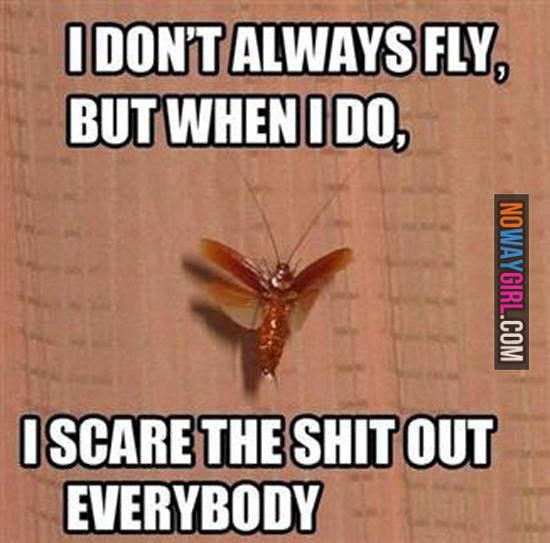 Flying Roaches Funny Meme