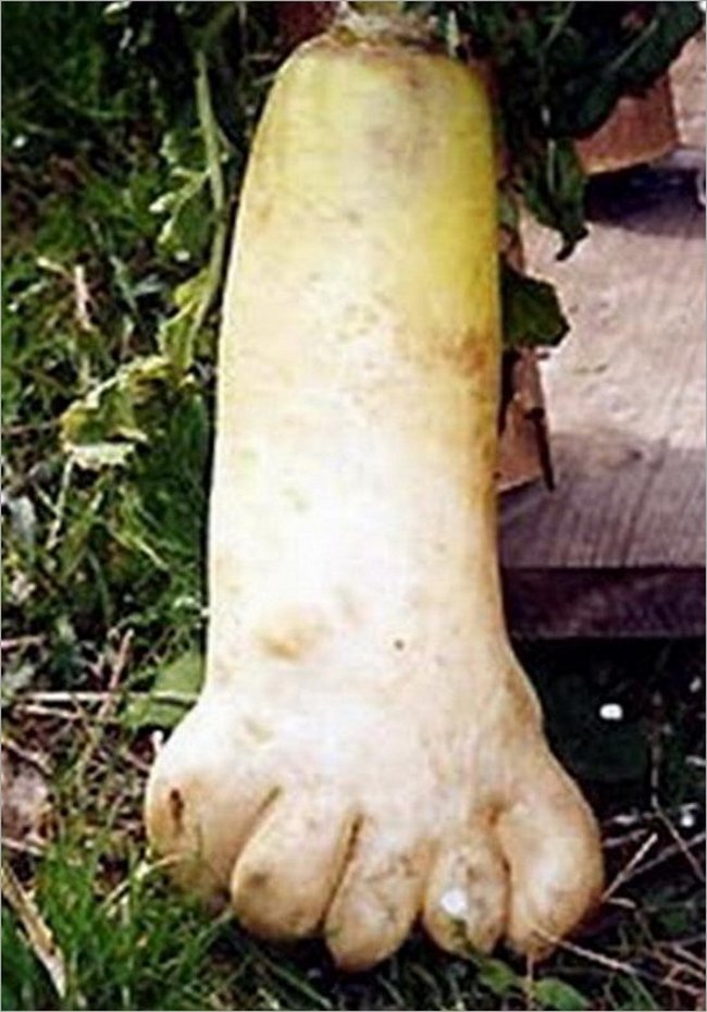 Foot Shape Radish Funny Vegetable Image